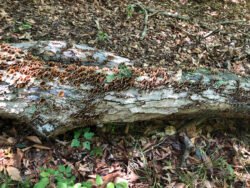 Mushrooms in the Forest