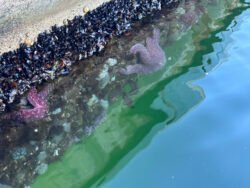 The Edge of A Pier