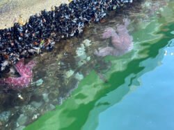 The Edge of A Pier