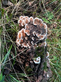 Tree Fungus