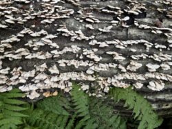 Tree Fungus on a Log