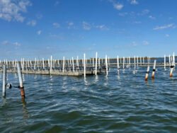 An Oyster Seeding Farm