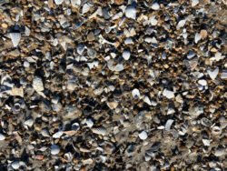 Pebbles on a Beach Along Cape Hatteras