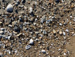 Pebbles on a Beach Along Cape Hatteras