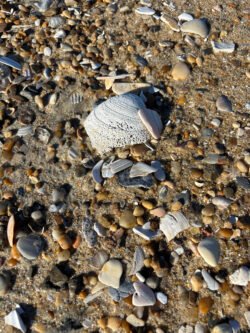 A Worm-Eaten Shell on A Beach