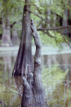 Cypress Knee