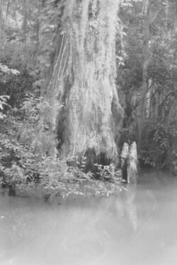 Cypress Knees In Black And White