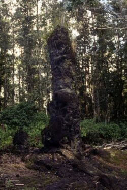 Lava Tree, Big Island of Hawaii
