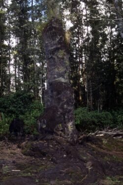 Lava Tree, Big Island of Hawaii