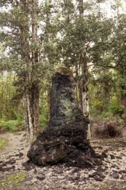 Lava Tree, Big Island of Hawaii