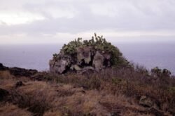 Cactus-Covered Rock Formation, Oahu, Hawaii