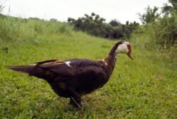 Native Hawaiian Goose, Oahu, Hawaii