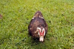 Native Hawaiian Goose, Oahu, Hawaii