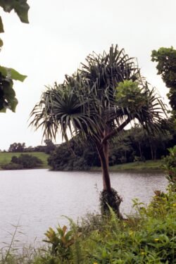 A Tree Grows In Hawaii