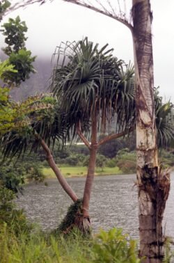 A Tree Grows In Hawaii