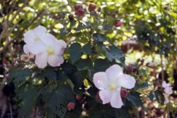 Hibiscus Flowers