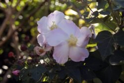 A Pink Hibiscus