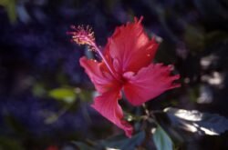 Red Hibiscus Flower