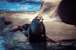 A Monk Seal in Deep Thought