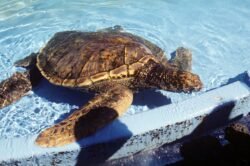 A Rescue Turtle in Hawaii