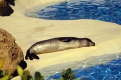 Monk Seal Living it's Best LIfe
