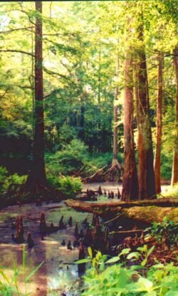 Bayou Forest, Helens, Mississippi