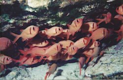 A School of Clownfish