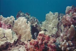 Frogfish hiding in a Coral Garden