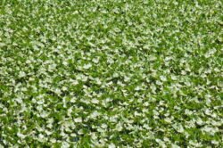 Water Lilies