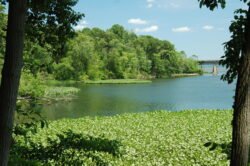 a large lagoon surrounded by trees and partially covered with water lillies