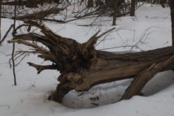 Winter's Tree Stump