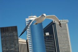 A New York Seagull