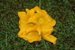 Squash Flower
