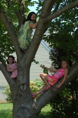 Winnie, Brooklyn, and Haven in a Tree