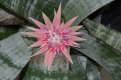 Bromeliad
