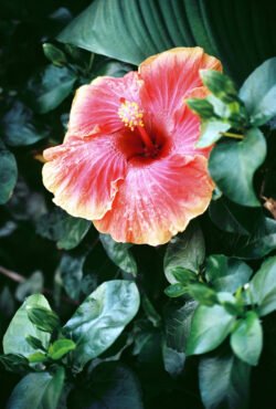 Hibiscus