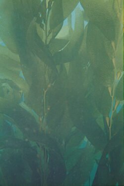 A Kelp Forest