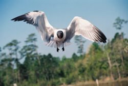 Laughing Gull, Daphne, Alabama