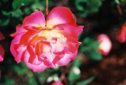 Morning Rose, Daphne, Alabama