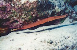 A Pipefish