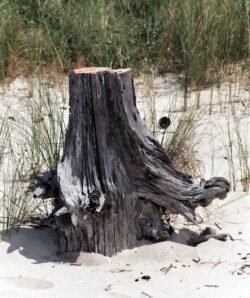 Tree Stump on Round Island