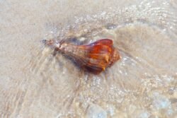 A Sea Shell on the Sea Shore