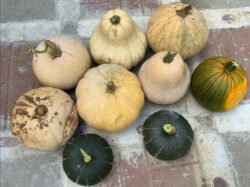 Squash on the Rocks