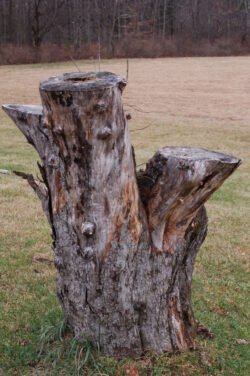 Apple Tree Stump