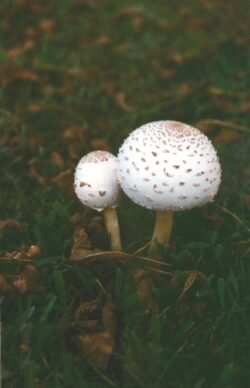 Two Mushrooms