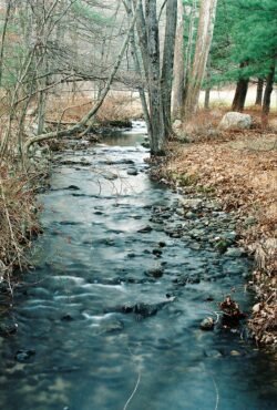 Winter Stream