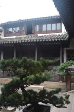 a formal chinese garden in a central courtyard of a residential home.