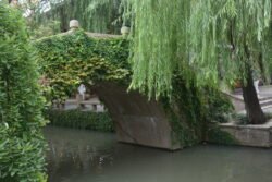 A stone arch bridge covered in leafy vines with a tree on one side