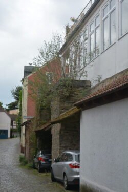 car parked alongside a stone wall with tree growing out of the top of the wall