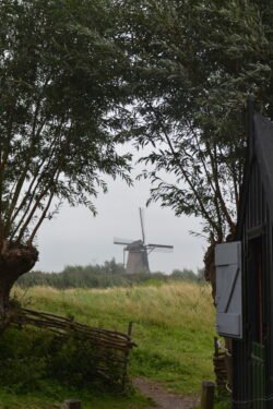looking at a dutch windmill from a distance through trees.